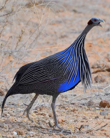 oiseau tenue de soirée pintade vulturine.jpg, déc. 2023