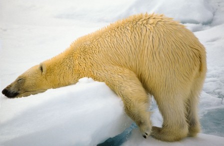 ours blanc flemme coup de mou.jpg, mars 2023