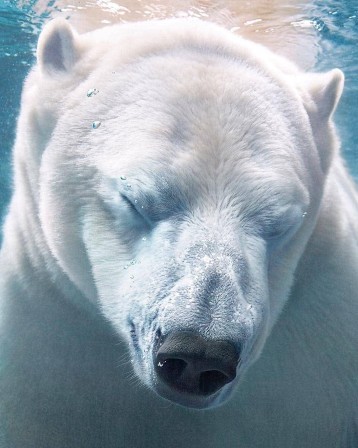 ours blanc pendant ce temps à la piscine.jpg, juin 2023