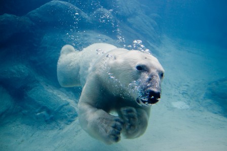 ours blanc sous l'eau.jpg, oct. 2020