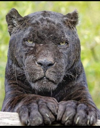 panthère noire jaguar ou léopard atteint de mélanisme je suis contrarié.jpg, déc. 2022