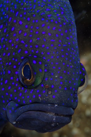 southern blue devil Paraplesiops meleagris poisson de nuit.jpg, mai 2021