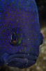 southern blue devil Paraplesiops meleagris poisson de nuit.jpg, mai 2021