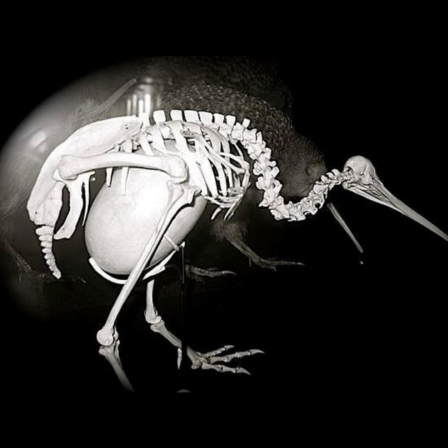 squelette de femelle kiwi portant son oeuf gigantesque.png, nov. 2023