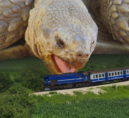 tortue mesdames et messieurs notre train est arrêté en pleine voie merci de ne pas essayer d'ouvrir les portières.jpg, mai 2023