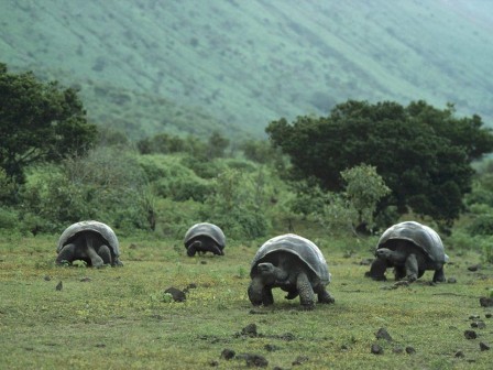tortues des Galapagos.jpg, nov. 2023