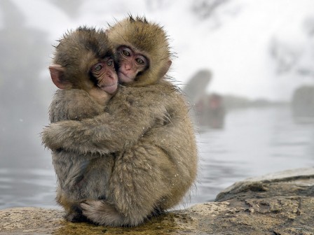 un singe en hiver au mois de juillet.jpg, juil. 2021