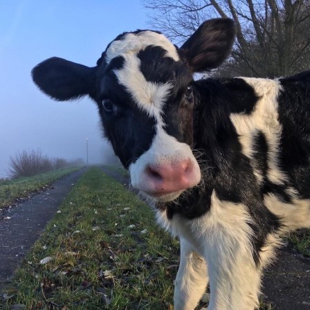 veau sur le chemin.jpg, sept. 2020