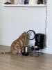 11H58 chat croquettes moins deux minutes