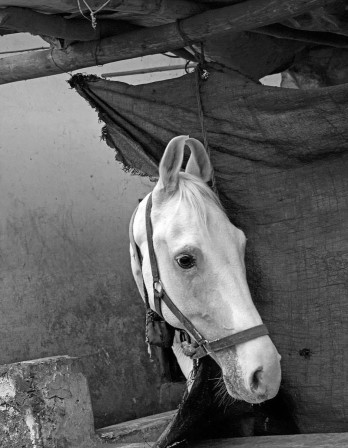 Abbas Attar. Horse, Rajastan, India, 2013 la tête de cheval lever de rideau sur les animaux chevaux entrée en scène dans deux minutes