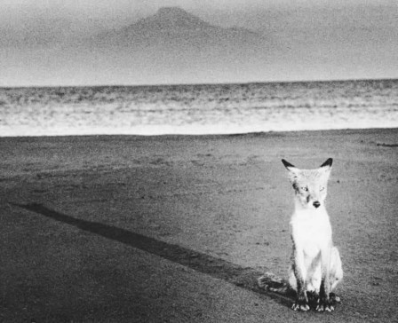 Akio Hino. Red fox, Hokkaido, 1980s j'ai rêvé de ce renard sur la plage