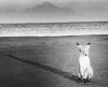 Akio Hino. Red fox, Hokkaido, 1980s j'ai rêvé de ce renard sur la plage