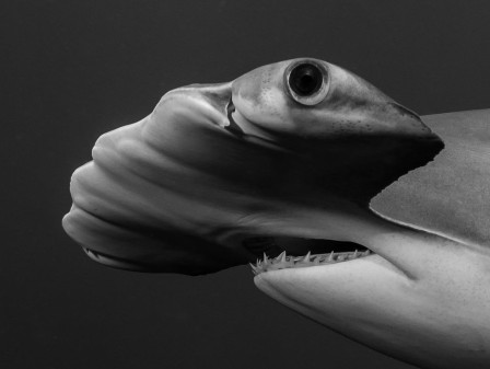 Alan C. Egan Hammer in the sky l'oeil du requin marteau ouvrez l'oeil