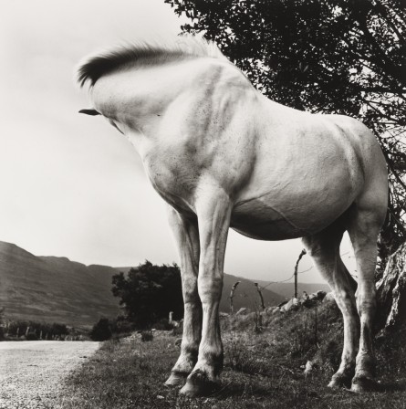 Alen MacWeeney. White Horse, Donegal, Ireland, 1965-66. le cheval sans tête