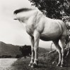 Alen MacWeeney. White Horse, Donegal, Ireland, 1965-66. le cheval sans tête
