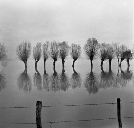Alfred Ehrhardt - Portugal, 1951 inondation ligne d'arbres dans l'eau