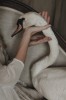 Alina Autumn - Swan &amp;amp; Swan Story cou de cygne l'importance du soutien