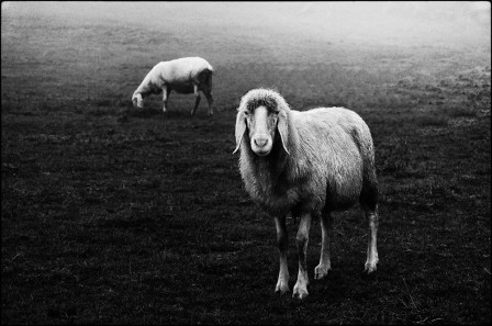 Ando Fuchs mouton j'aurais pu être un chien