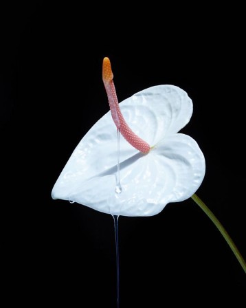 une fleur blanche en érection d'où pend un délicat fil de liquide sécrété