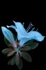 Azalea flower in UVIVF photo by Conspectus Argosy fleur la fluorescence visible induite par ultraviolets