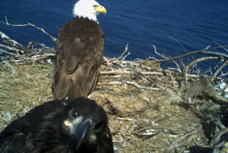 un oiseau s'interroge sur la présence d'une caméra de surveillance animalière