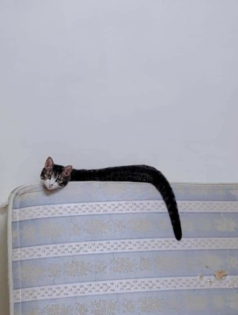 Benoît Jouan le corps du chat sur le matelas