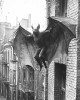 Circa 1900 Cabinet Card, NYC NY, considered Trick Photography in the Victorian Era chauve-souris humaine Halloween