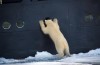 Curious Polar bear (Ursus maritimus) standing upright and looking through porthole into the kitchen of arctic expedition ship M S Stockholm in Svalbard, Spitsbergen, Norway by Andy Rouse ours bonjour il y a quelqu'un