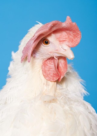 Dániel Szalai, Chicken Portraits poule poulet coq coiffure et puis j'avais opté pour la raie sur le côté