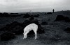 David Hurn le petit cheval blanc sur la terre noire