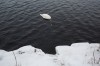 un cygne, la tête plongée dans l'eau noire, semble décapité