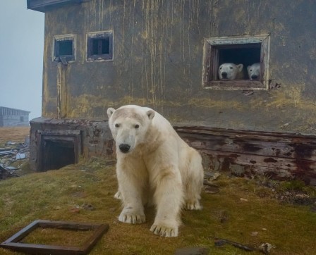 Dmitry Kokh, Polar Bears Move Into Abandoned Arctic Weather Station In Chukotka-Russia, 2021 canicule notre maison est chaude et nous regardons par la fenêtre