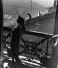 accoudé à sa fenêtre, un chat observe ses congénères sur le toit des voisins
