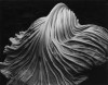 Edward Weston Cabbage leaf feuille de chou l'homme à la tête de chou les coiffures d'hiver
