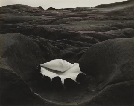 Edward Weston Shell coquillage 1931