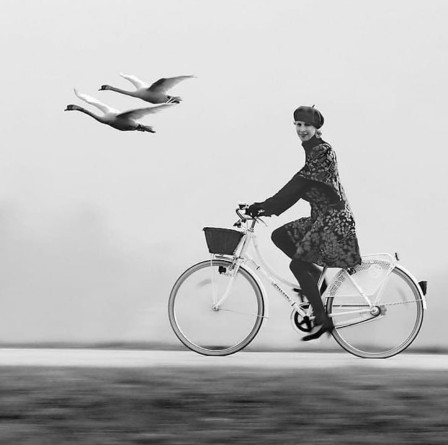 Edward Weston suivre les oiseaux