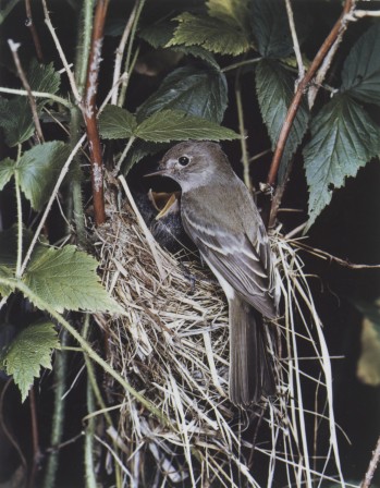 Eliot Porter. Alder Flycatcher, 1940 nid le Moucherolle des aulnes (Empidonax alnorum) est une espèce d'oiseau appartenant à la famille des Tyrannidae