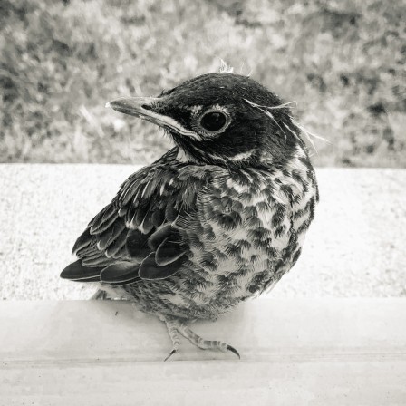 François R. Caron Little bird by my window dessine-moi un oiseau