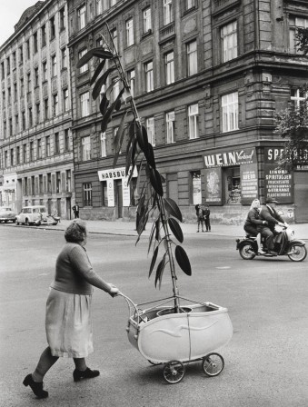 Franz Hubmann 1954 in Döbling Vienna Austria le matin il fallait sortir les plantes