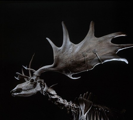 Giant Antlers Megalocerus giganteus by Robert Clark Alfred de Vigny j'aime le son du cor le soir au fond des bois cerf