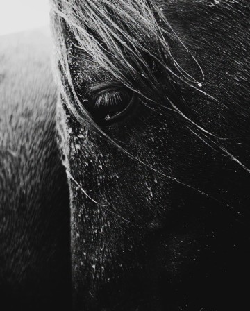 Gigja Einars cheval vent froid la mèche sur l'oeil