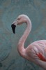 Greater Flamingo, No. 0350, Damask Textile. All photos © Claire Rosen le bec dans l'encre le bec noir des flamants roses