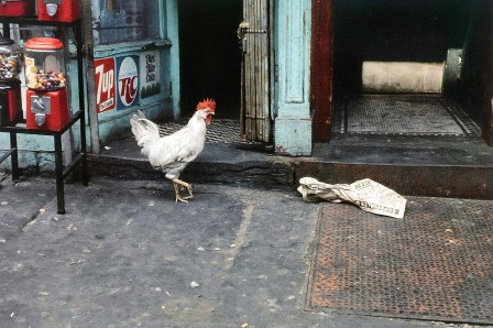 Helen Levitt. Chicken in bodega doorway, Manhattan, New York, 1971 poule poulet coq la communauté française aux USA inquiète à la veille des élections