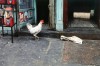 Helen Levitt. Chicken in bodega doorway, Manhattan, New York, 1971 poule poulet coq la communauté française aux USA inquiète à la veille des élections