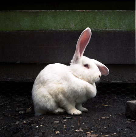 Hellen van Meene lapin joyeuses Pâques