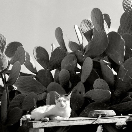 Herbert List. Laziness in the Afternoon Sun. Sicily, Italy, 1939 chat le monde est un cactus