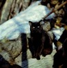 un chat noir aux yeux clairs assis au soleil sur un tronc d'arbre abattu dégagé de la neige