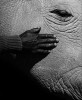 Jack Davison une caresse sur ta joue une main noire l'oeil d'un éléphant les deux peaux