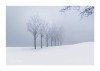 dans un paysage de neige, cinq arbres à feuilles caduques plantés en ligne, un autre non aligné