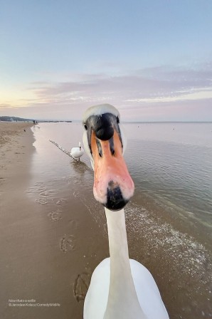 Jaroslaw Kolacz Comedywildlife un cygne en gros plan au bord de l'eau bonjour les humains